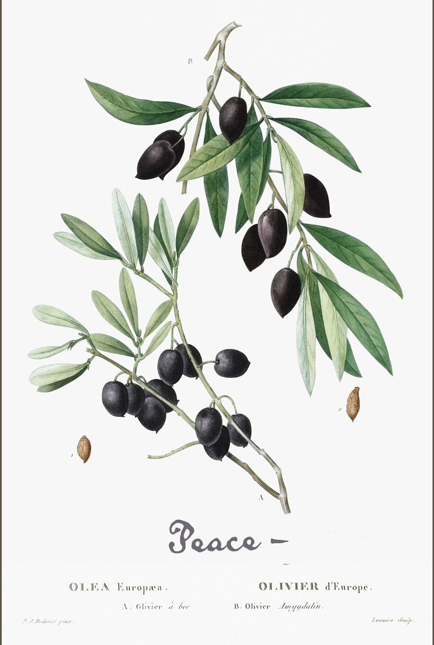 Seasonal Postcard - 10pk